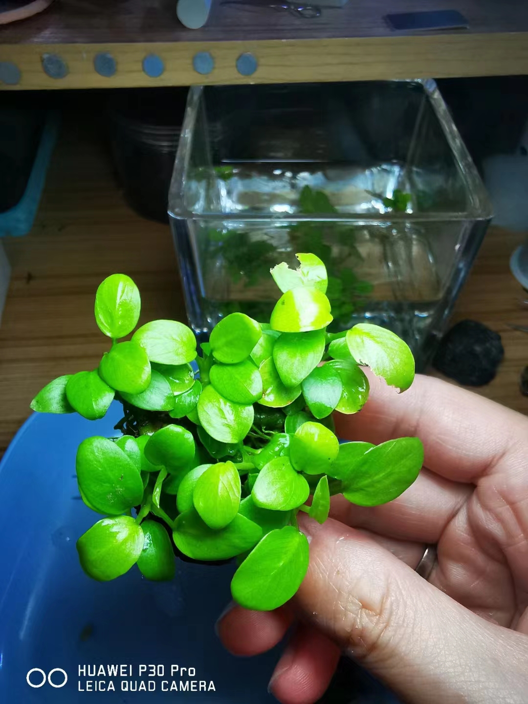 迷你尖叶水榕,迷你水榕和小水榕哪个叶片更好看