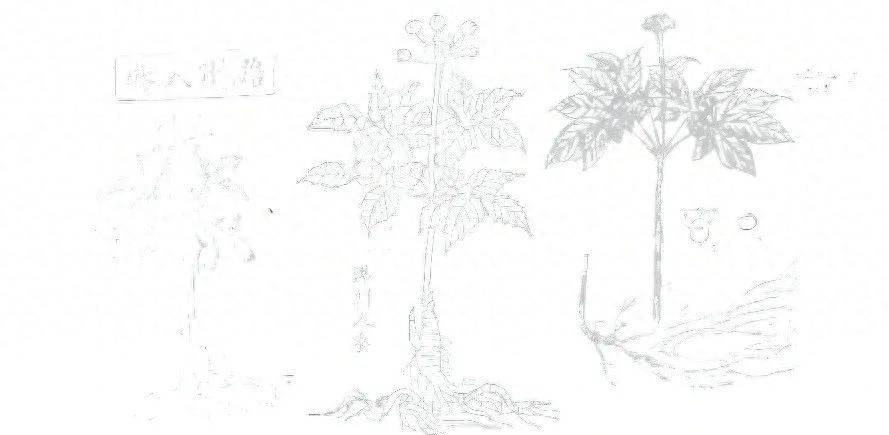 中国国民神药现状,国民神药骗局