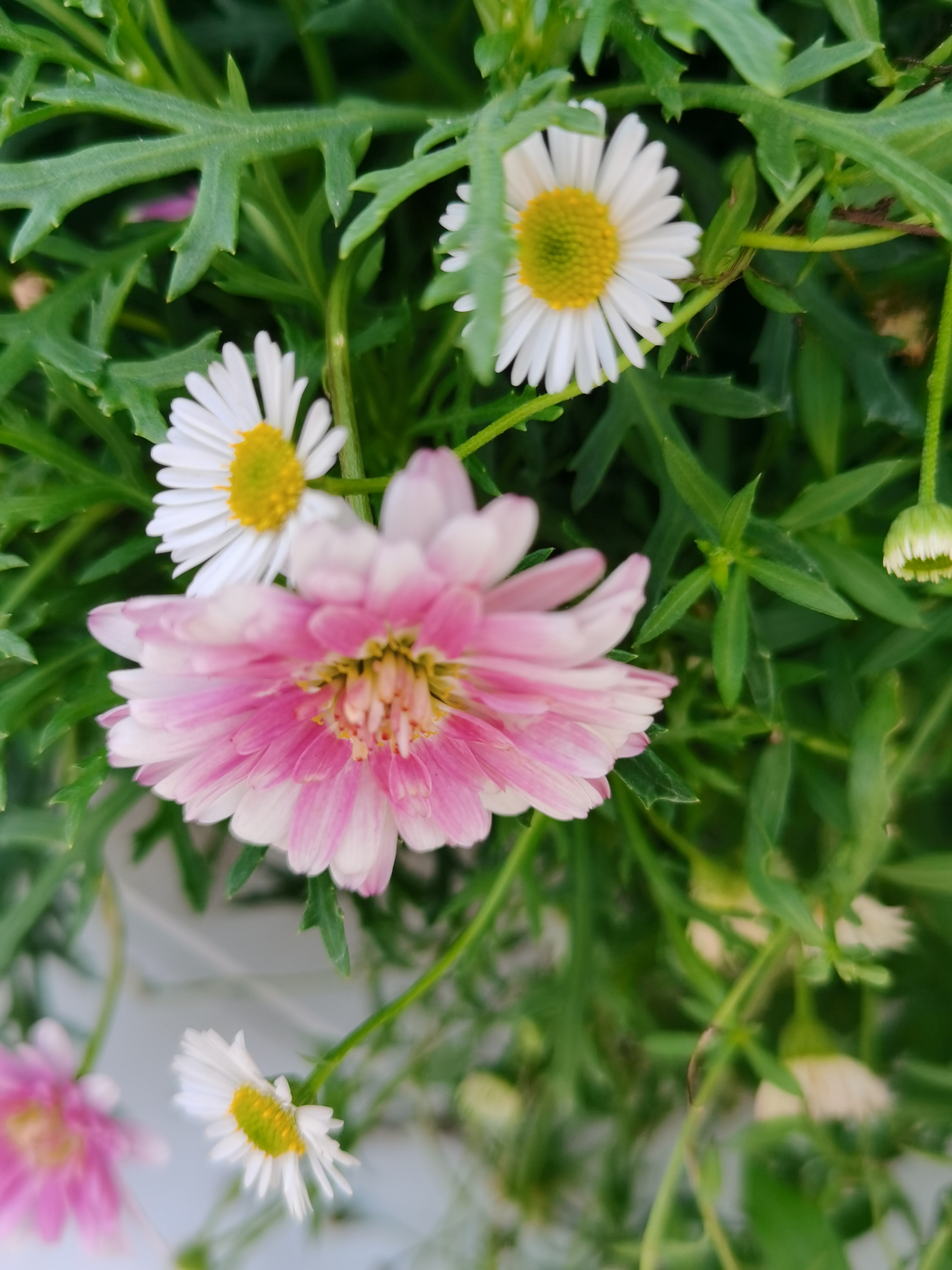 微信里收到图片是模糊的怎么回事,为什么微信收到的图片很模糊