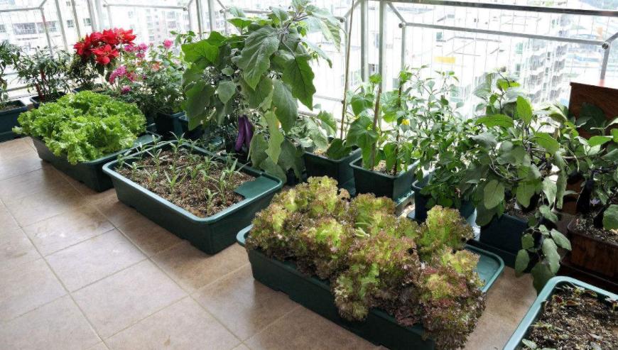 姜种植三大忌,专家讲解姜的种植方法