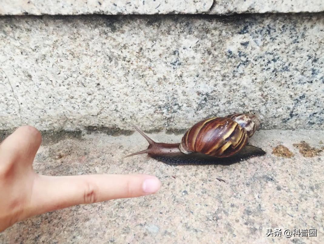 法国大蜗牛多少钱一斤,为什么只有法国的蜗牛可以吃
