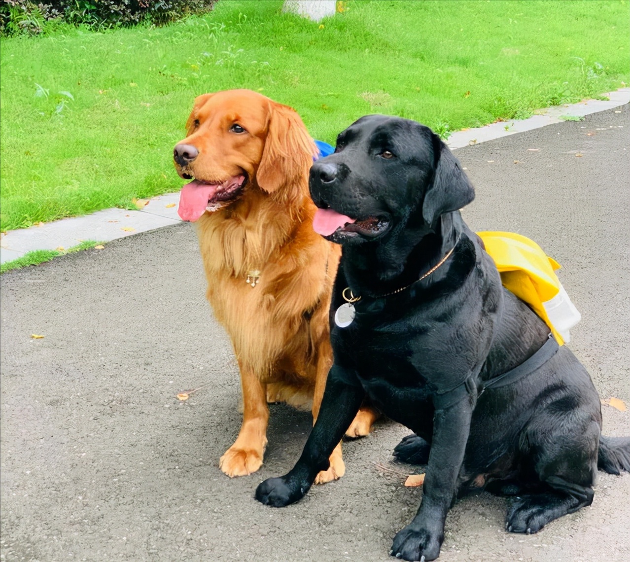 金毛对比拉布拉多哪个好,金毛vs柯基优缺点