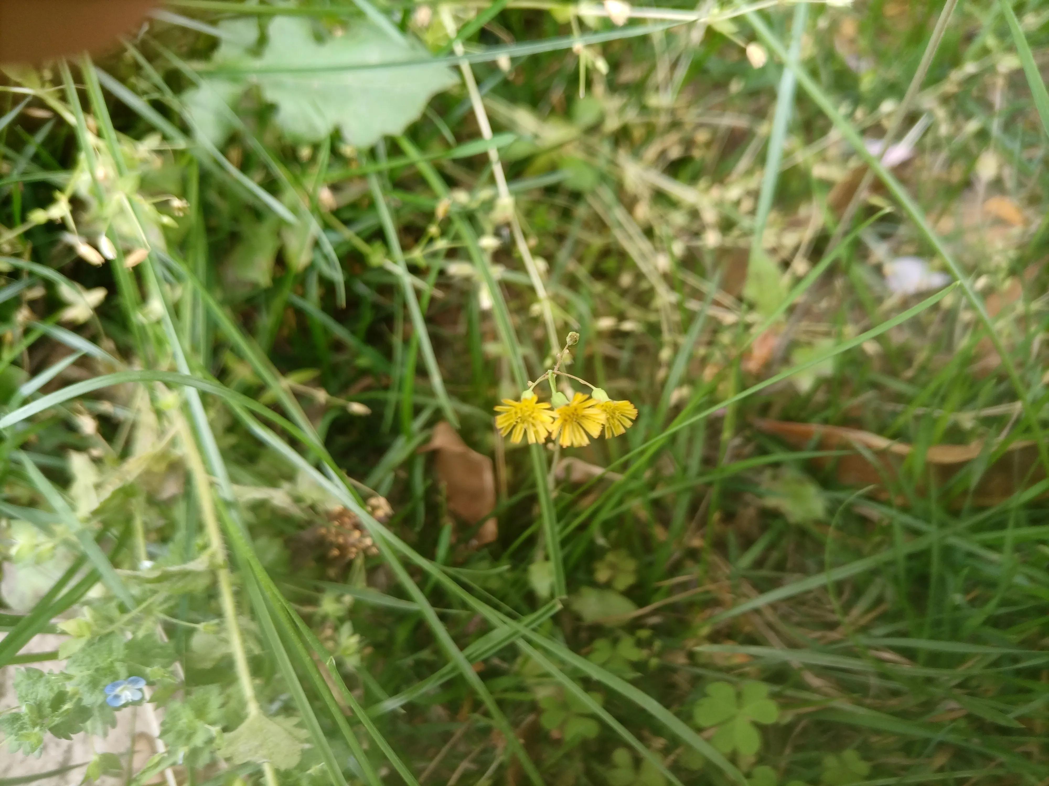 中药市场现状,中医疫情下的深度思考