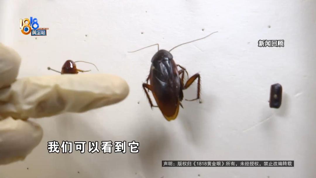 他发现了“一根须”，拉出来后发现......