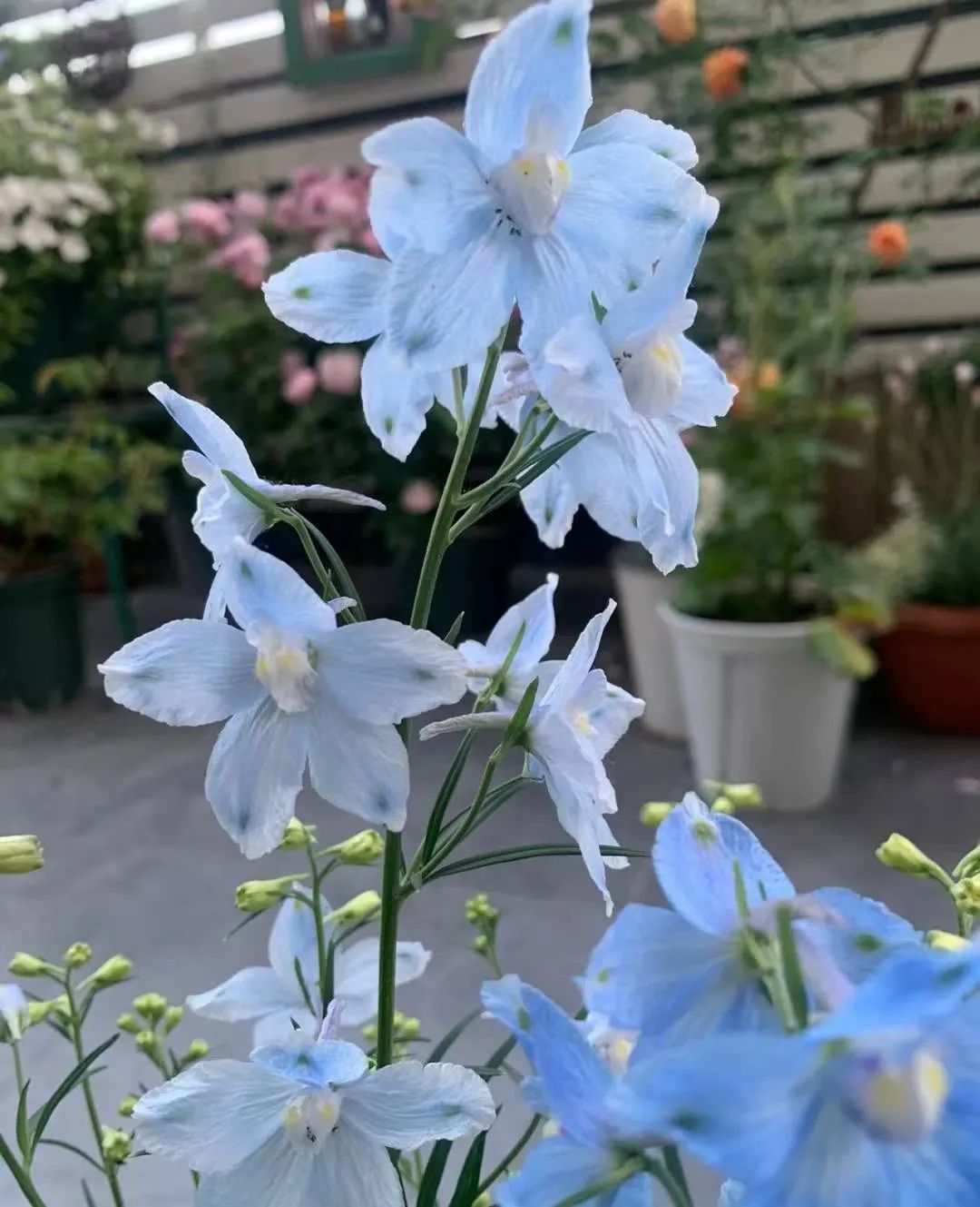 一年四季家庭种花播种时间表,南方一年四季蔬菜播种时间表