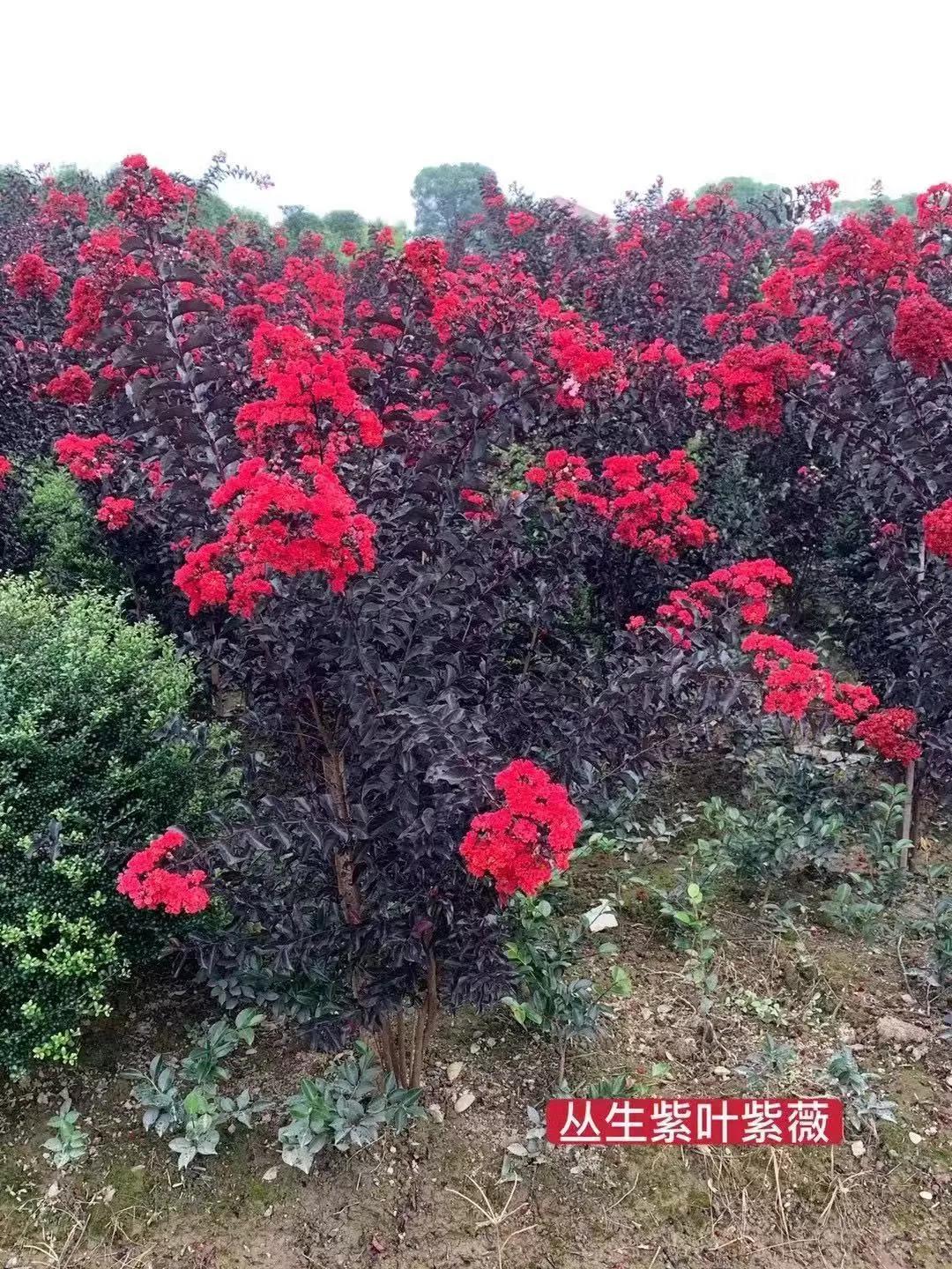 全国乡村振兴九大经济树种,乡村振兴的植树造林成果