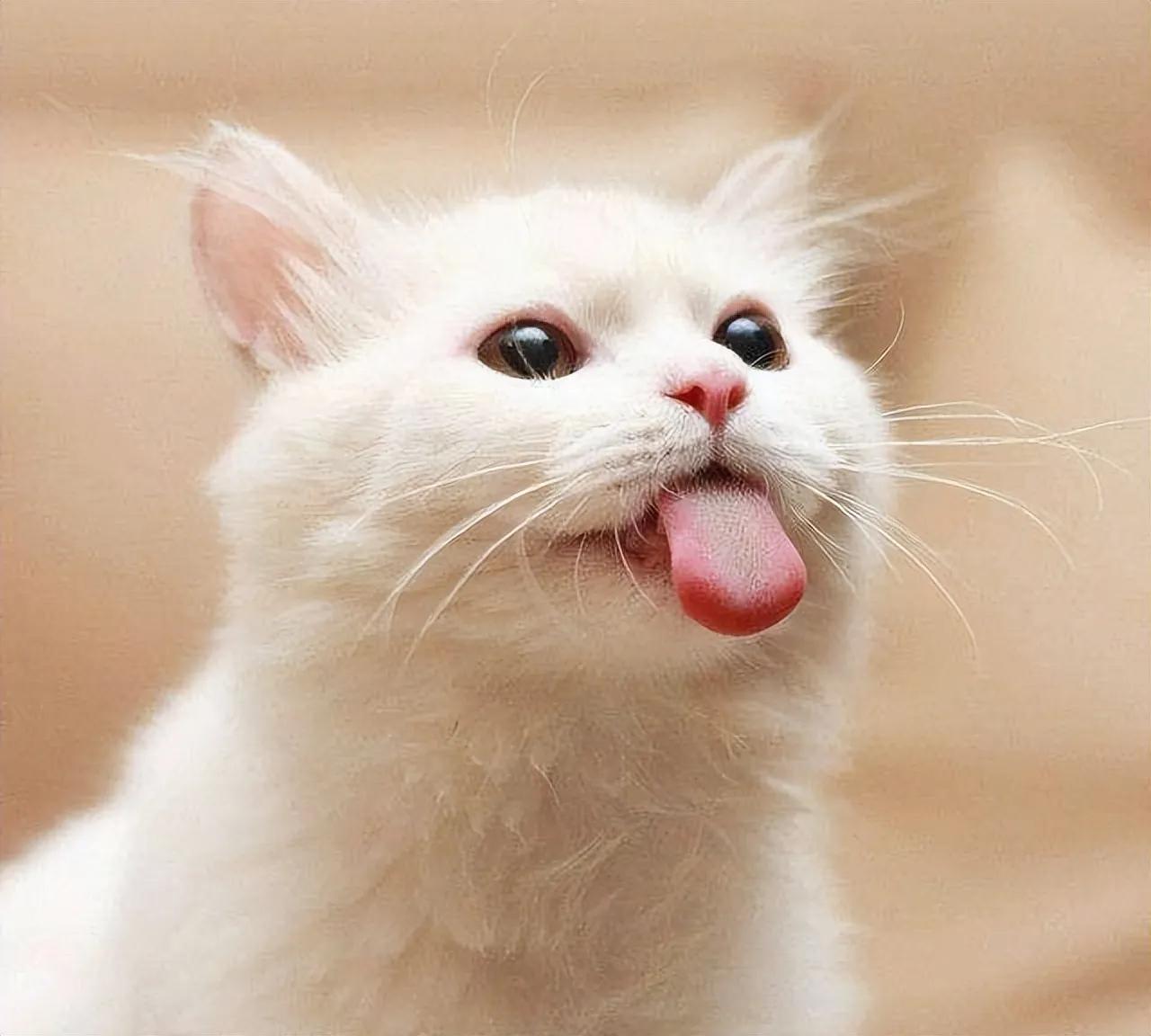 猫咪航空托运多少钱,航空托运猫咪到家后注意事项