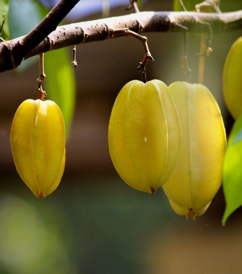 能说杨桃是最难吃的水果么,杨桃是世界上最难吃的水果吗