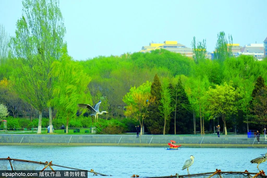 京城四月花事多,在二月兰花海中遇见小松鼠~