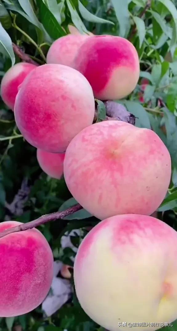 壁纸美图,各种水果,果香四溢,酸甜可口,丰收的喜悦