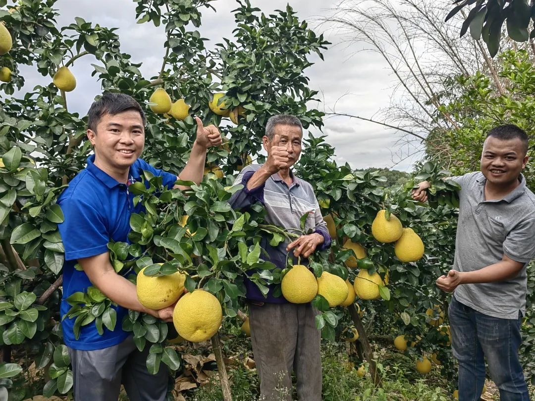 中海化学“增值沃土粮安中国万里行”||旱涝之年“柚”见丰收