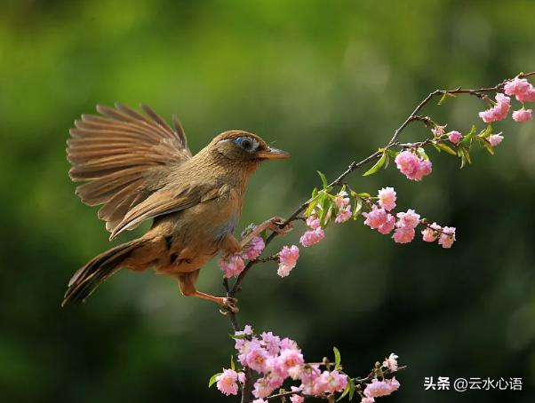 比喻春笋似暗箭的七绝,七绝精选赏析