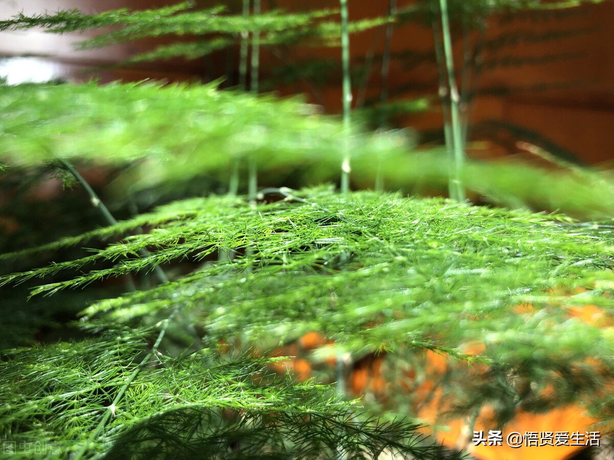 让文竹快速发芽的小方法,想让文竹长得粗壮怎么办
