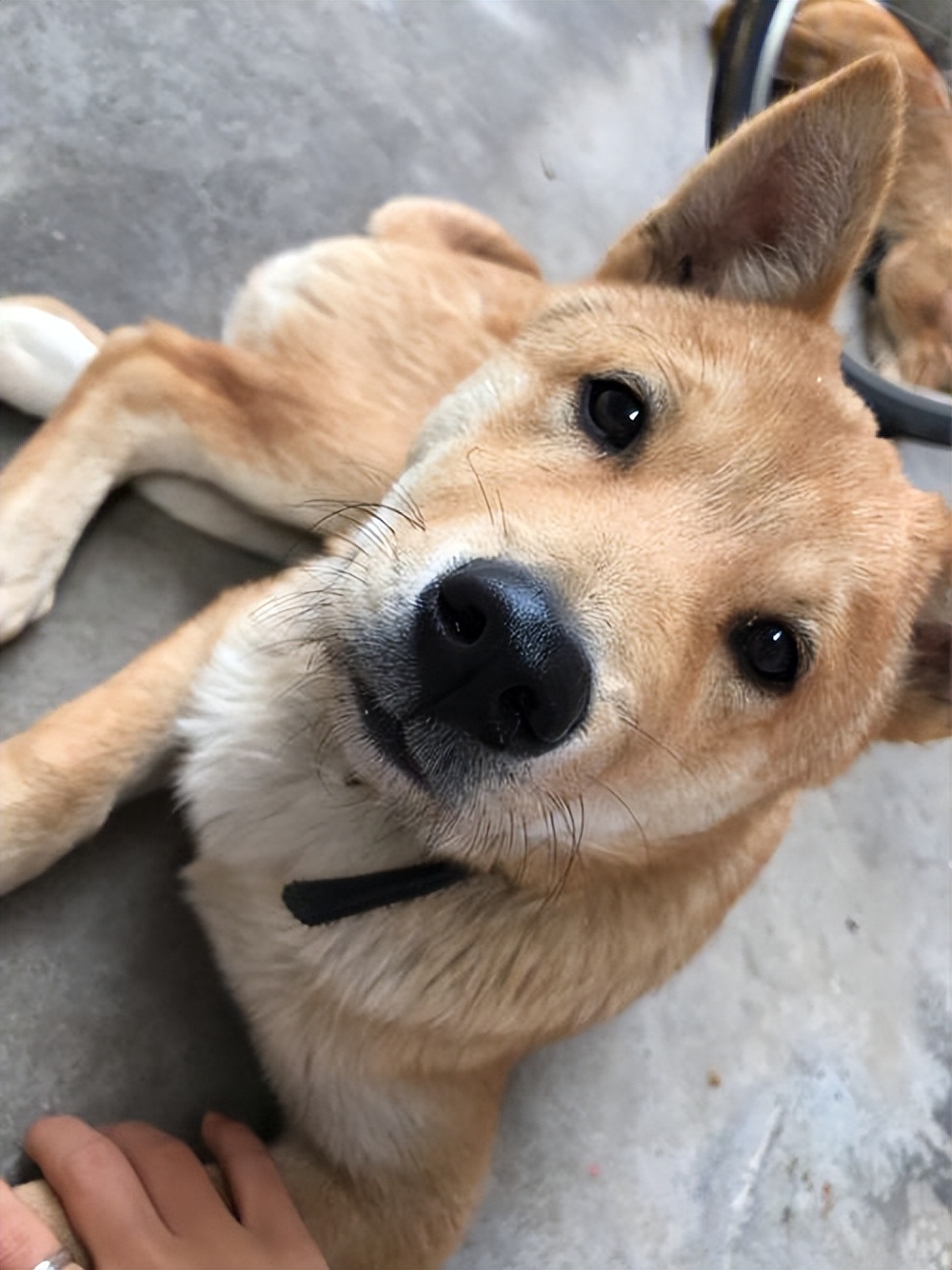 30种常见犬图片,40种常见名犬图片