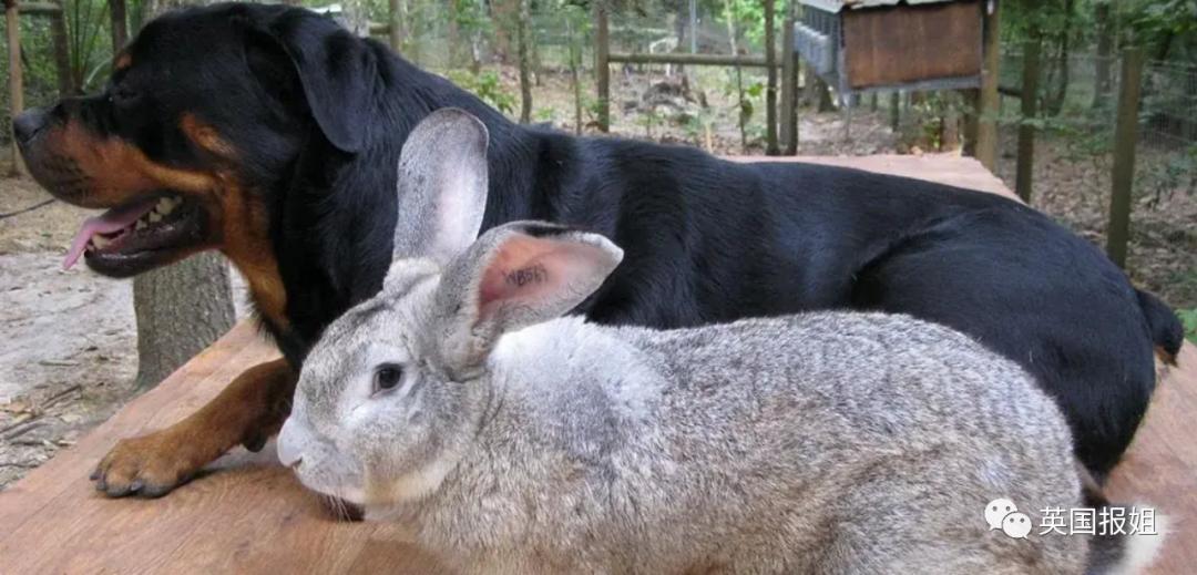 你知道世界上最大的兔子有多大吗,世界上最大的兔子吉尼斯纪录