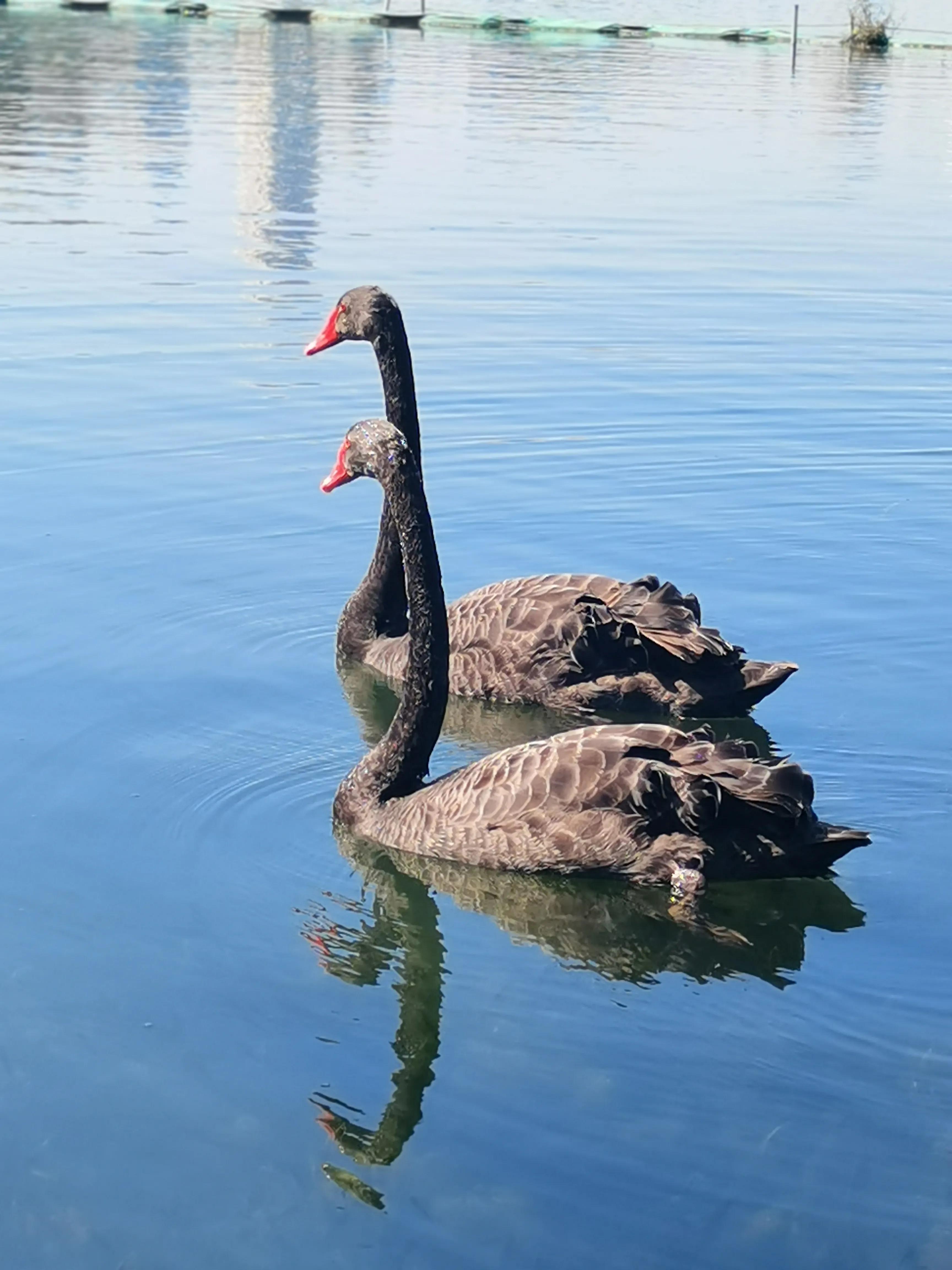 四川成都一对黑天鹅私奔,情人节黑天鹅