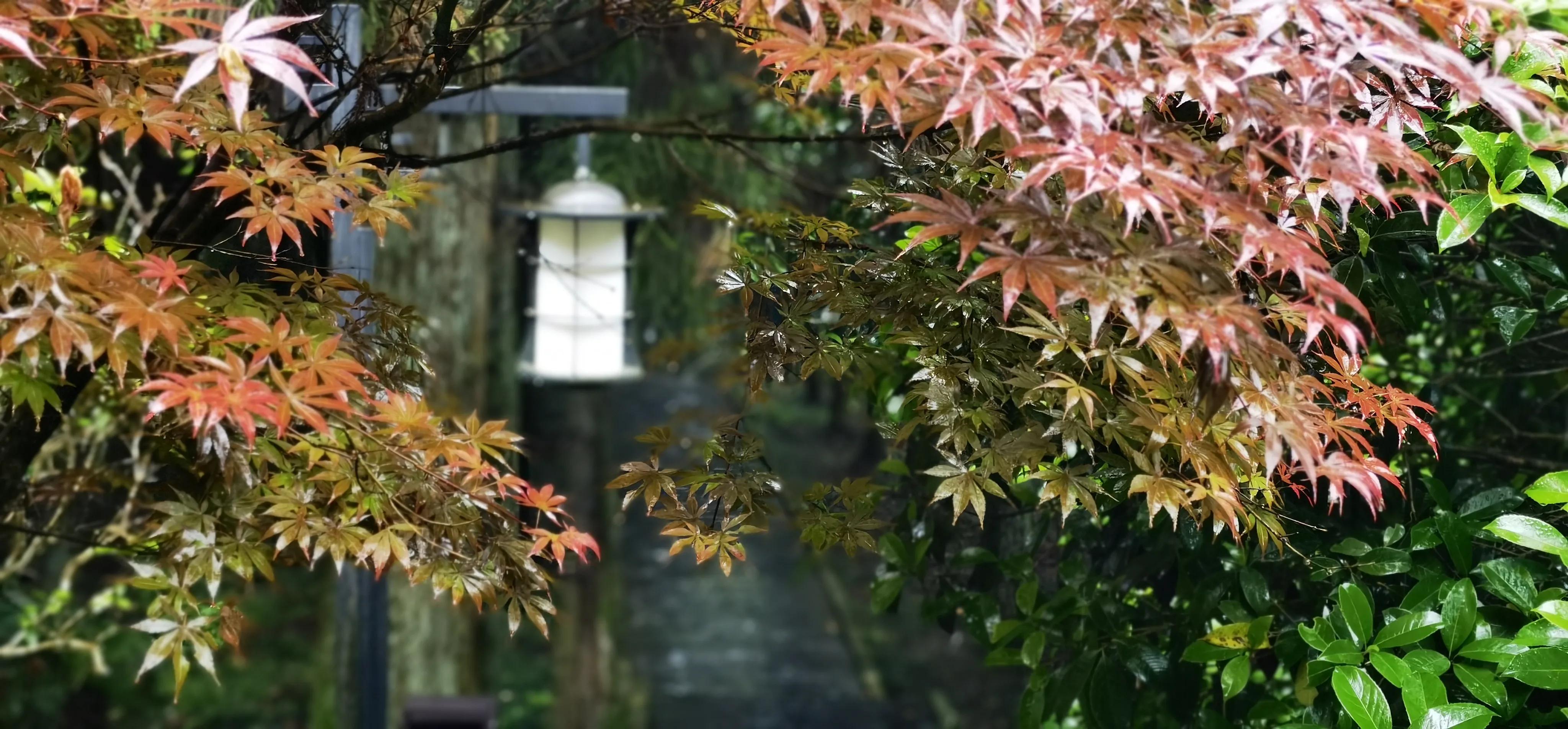 浏阳大围山森林公园浏阳河源头,大围山杜鹃花在哪个景点看