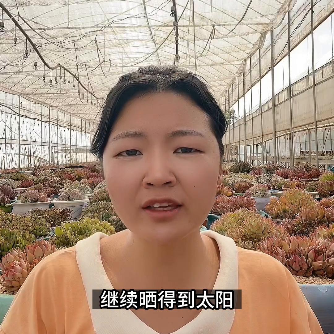 多肉植物叶子化水怎么办,多肉植物化水是什么原因