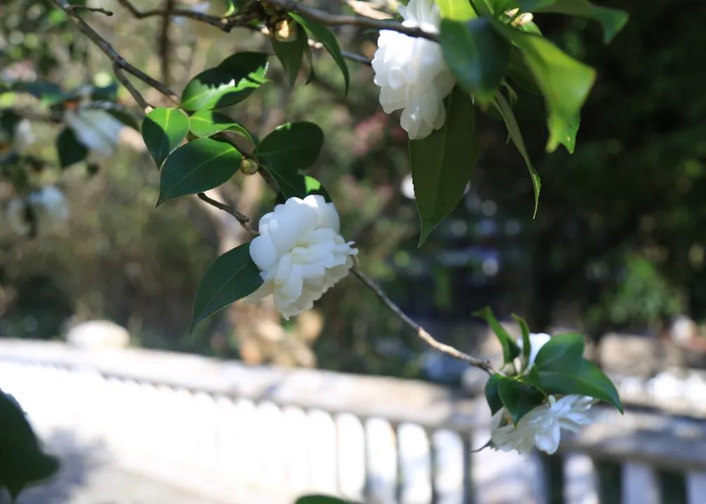 广州天河区暴风雪温泉,广州哪个温泉适合冬季