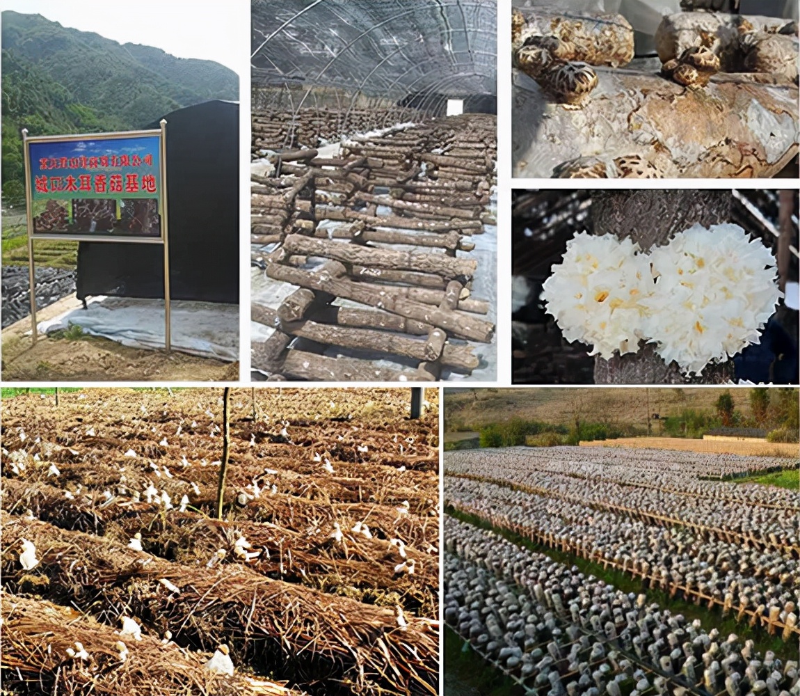 重庆野山珍商贸有限公司,重庆野山珍商贸
