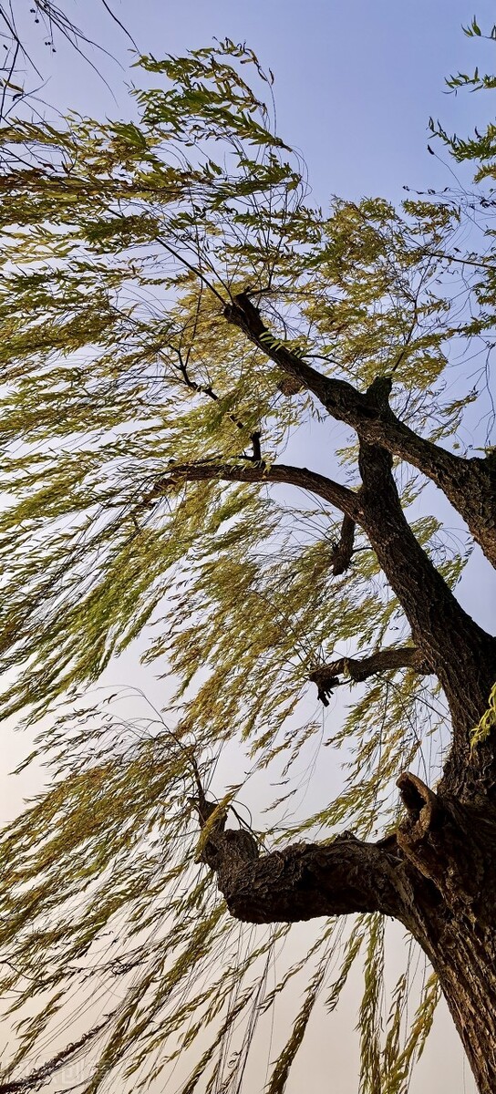 风吹杨柳万千条选段,风吹杨柳万千条指什么生肖