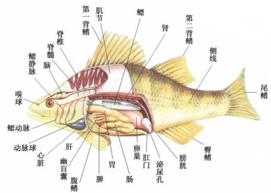 海洋动物如何适应海洋生活,海洋动物为什么能适应海水