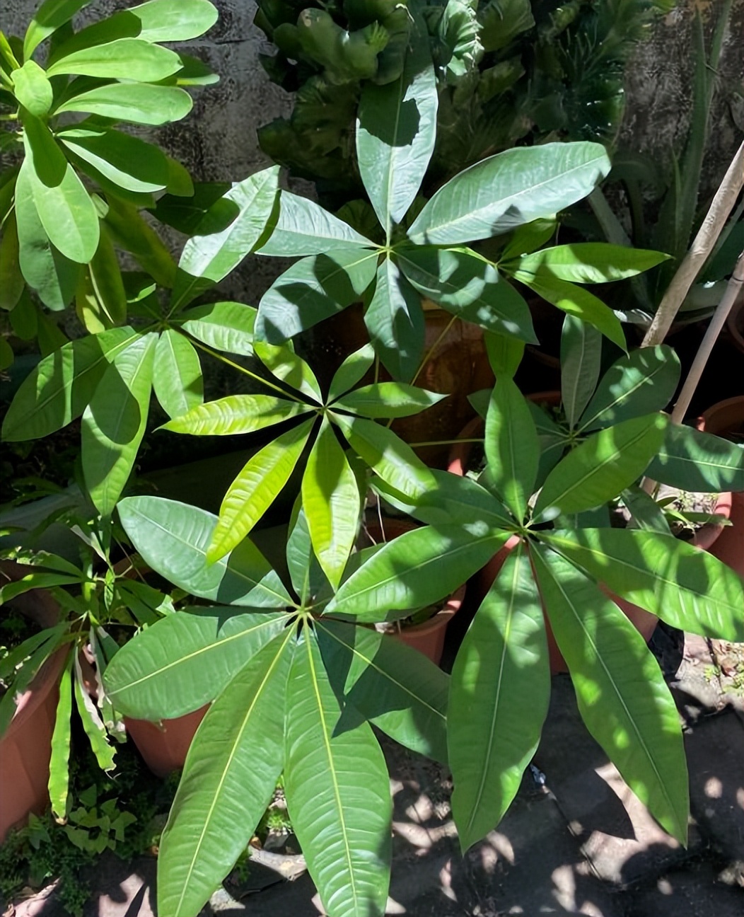 想要发财树树干粗壮应该怎样修剪,发财树怎么养根长得快