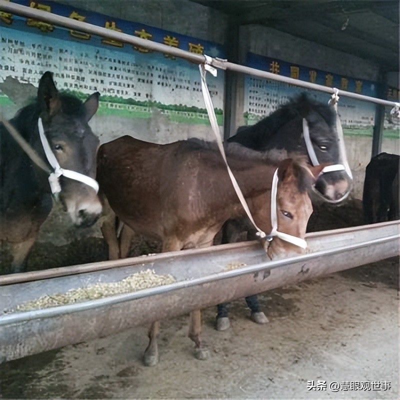 山西孝义土话大全 (山西孝义土话大全集)