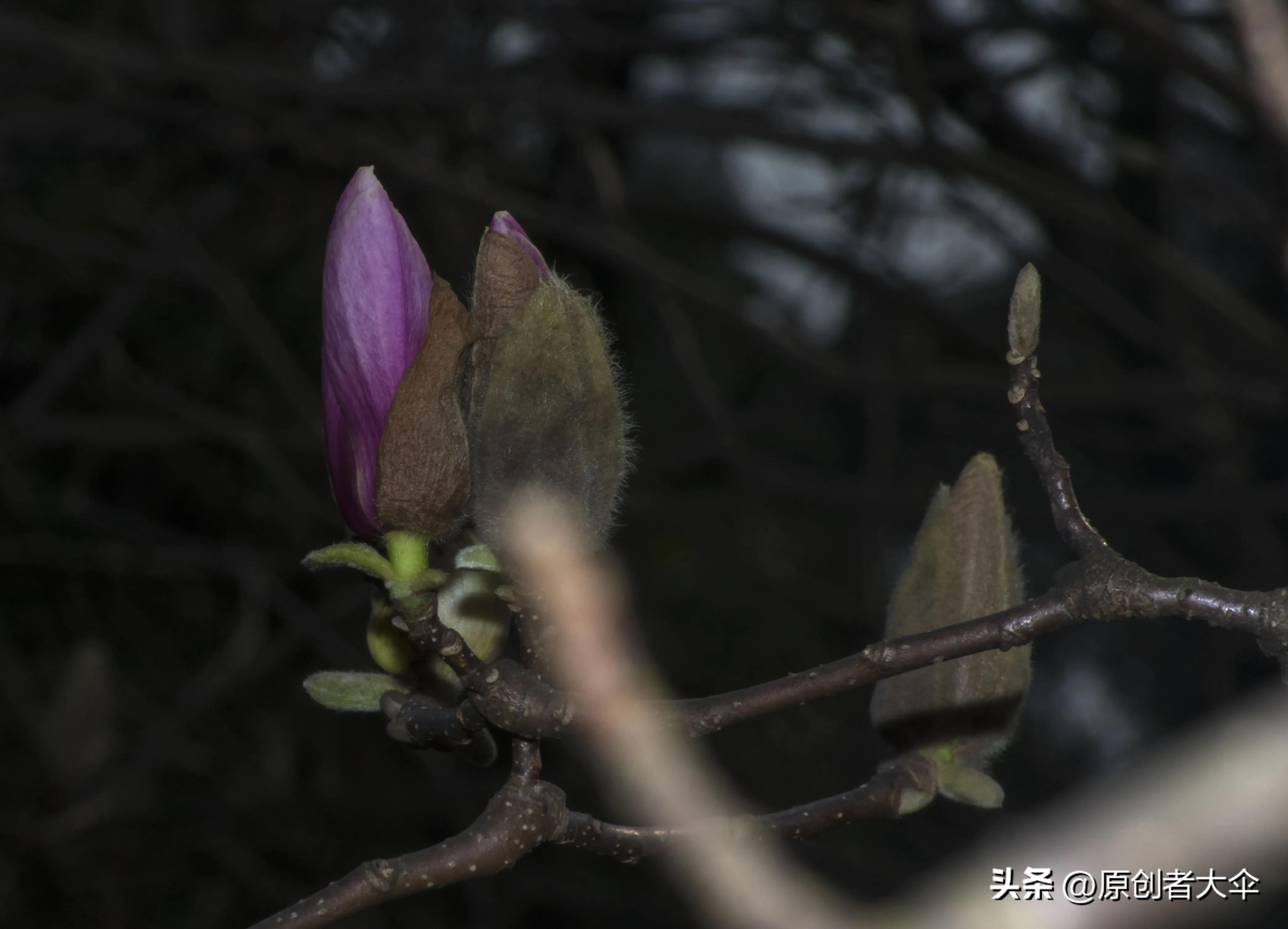 拍个玉兰婴差点赔了台单反