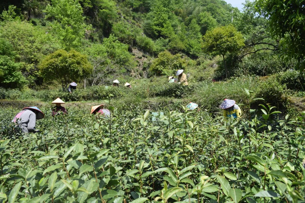 青阳县黄石溪名茶,安徽池州青阳黄石溪茶叶简介