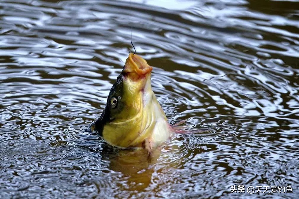 无鱼咬钩钓位图解,冬季野钓无鱼咬钩3种原因