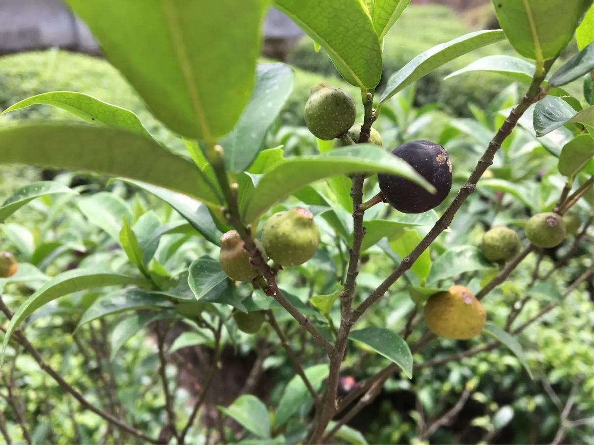 有一种树全株具乳汁，根部有奶香，是煲汤佳品，味美价值高，是啥