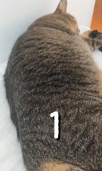 兽医讲解猫生病,聊聊猫咪常见疾病