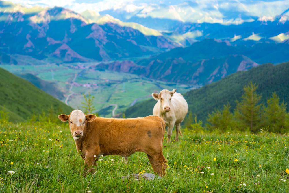 养牛不能和什么一起养,牛羊一起养可以了吗有什么讲究吗