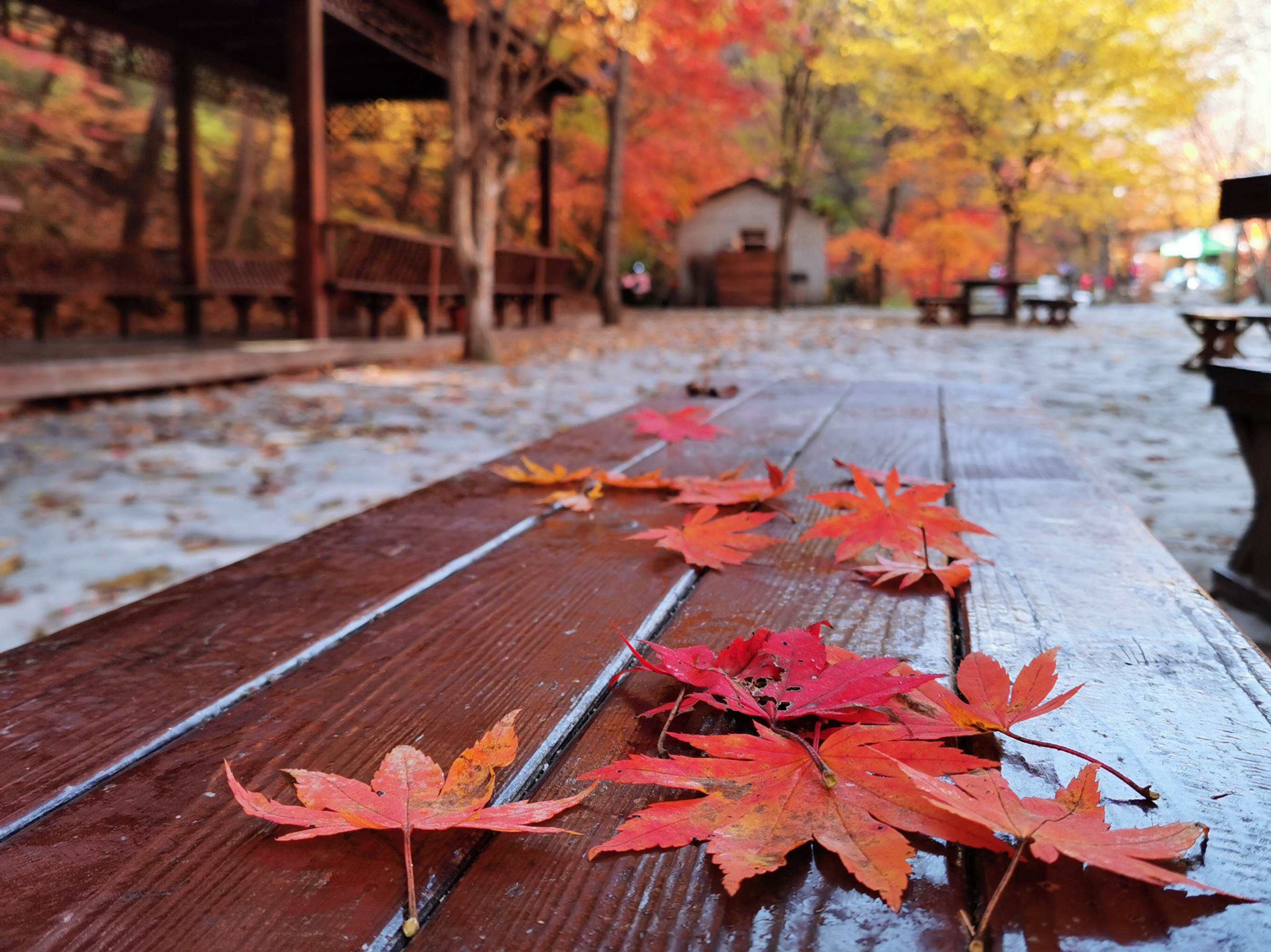 在中国用来喂猪的玉米芯,在中国喂猪的玉米棒子