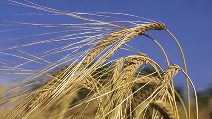 大麦纤维素的特征,研究小麦在人体的化学反应