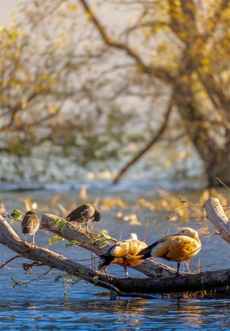大理开启大理之旅,冬季的大理适合旅游吗