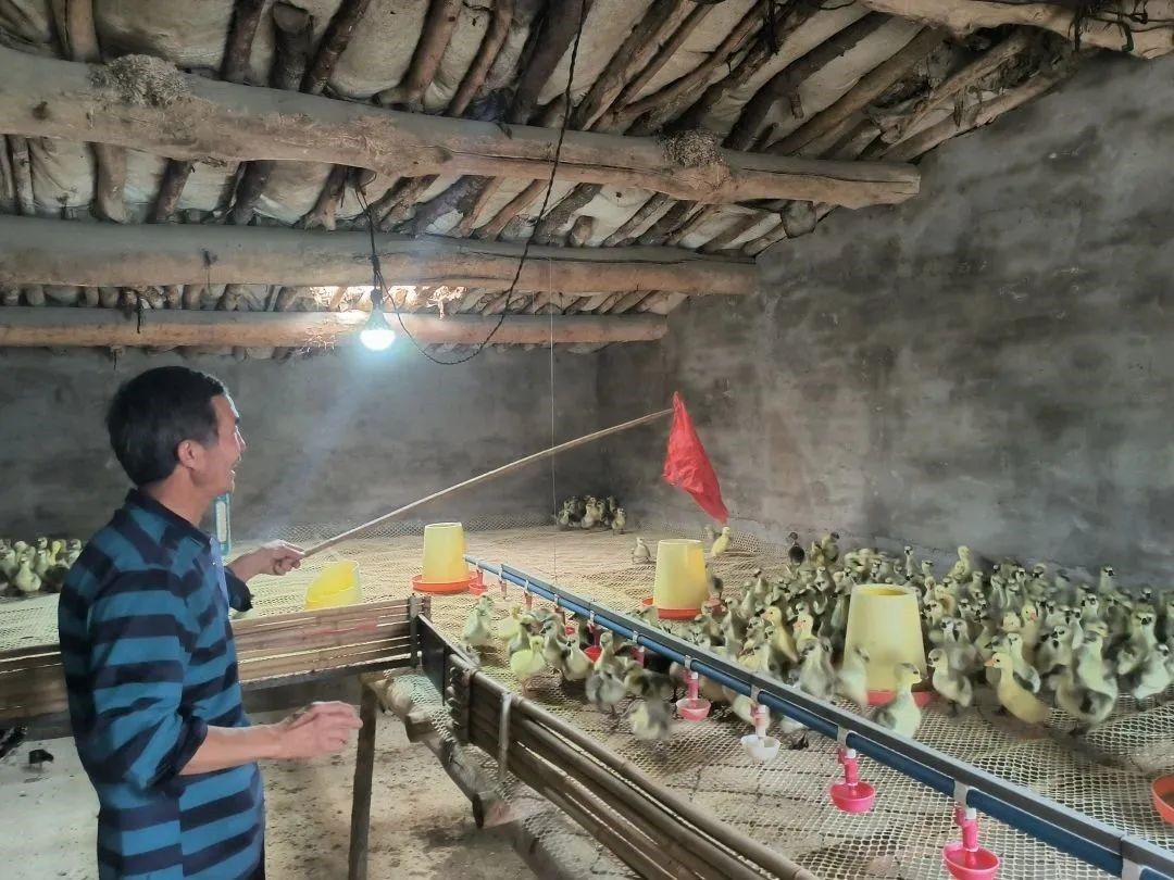 生态养鹅促增收,返乡创业林下养鹅致富信息