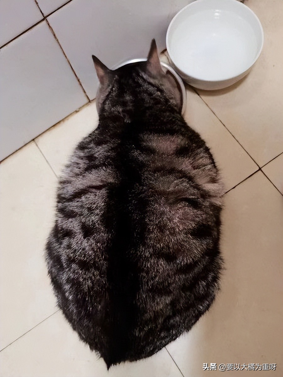 猫咪胖了怎么样才能减肥,猫咪肥胖怎么减