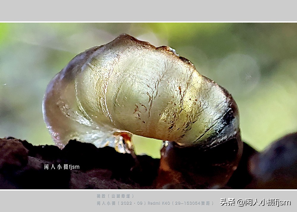 手机微距摄影实用技法图片,手机拍摄之微距镜头拍摄欣赏