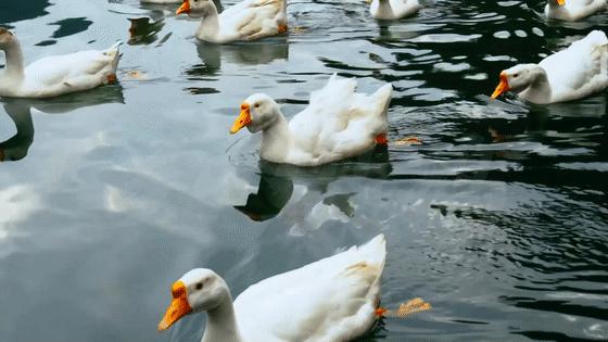 江淮特色美食大全,徽菜十大名厨排名