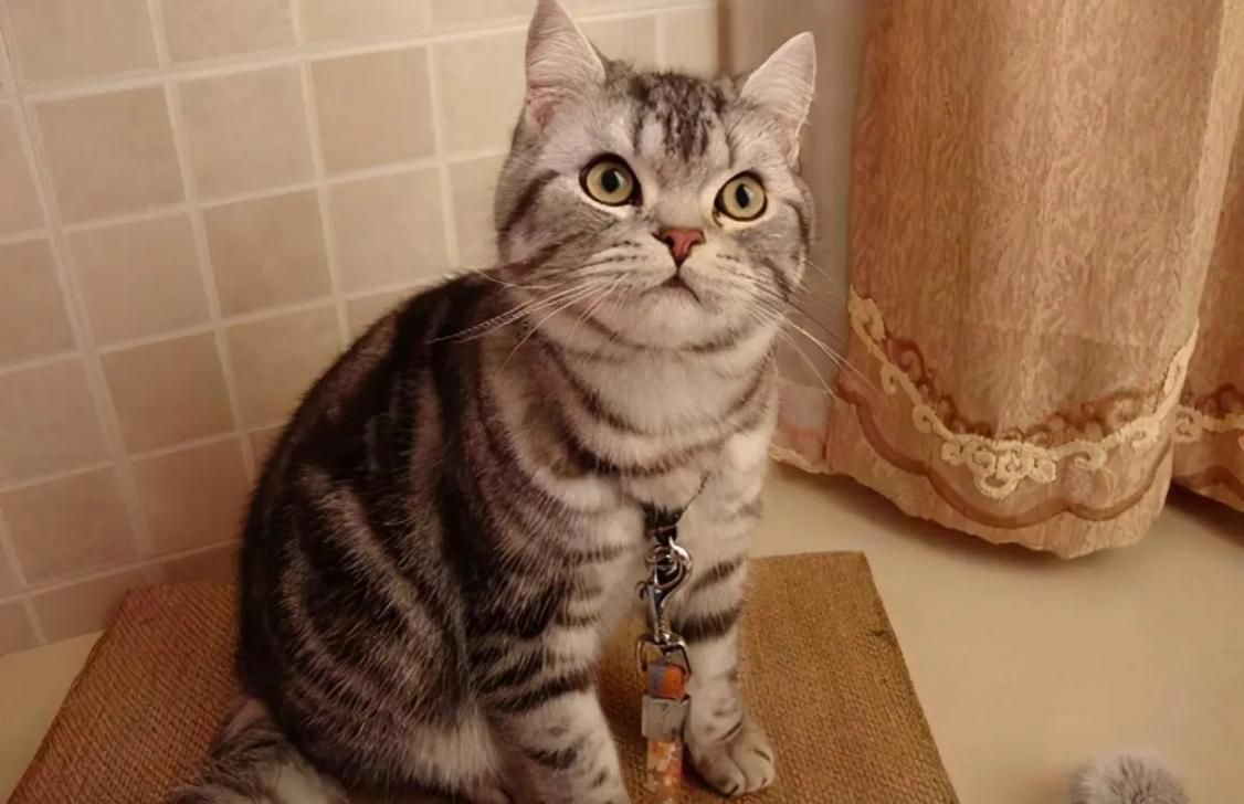 短毛猫猫砂盆,东方短毛猫需要多大的猫砂盆