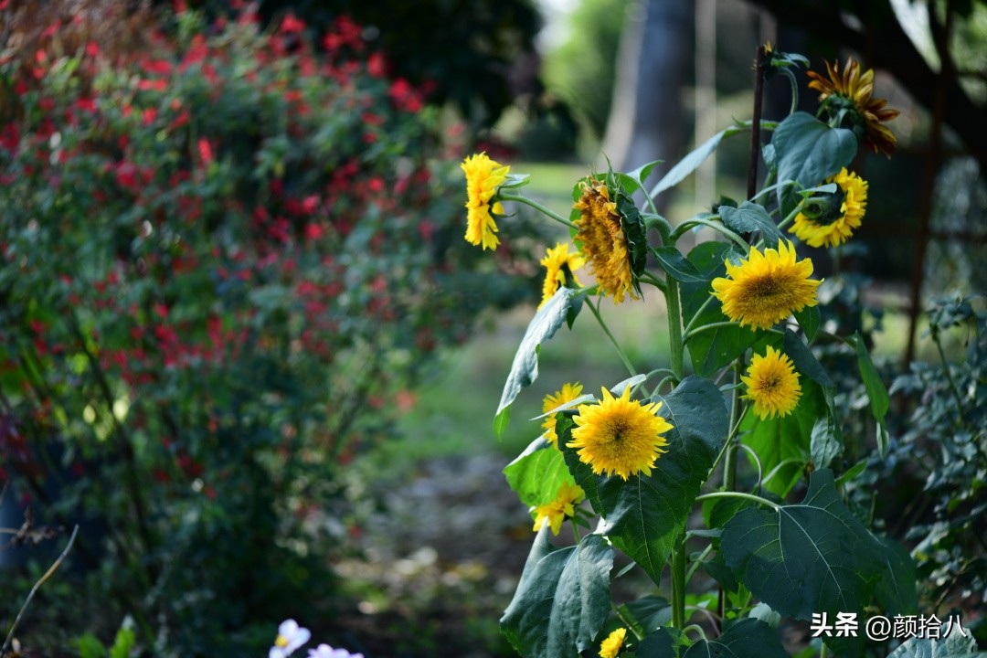 流放到菜地的花儿们，尽情绽放吧，不管在哪里｜园丁