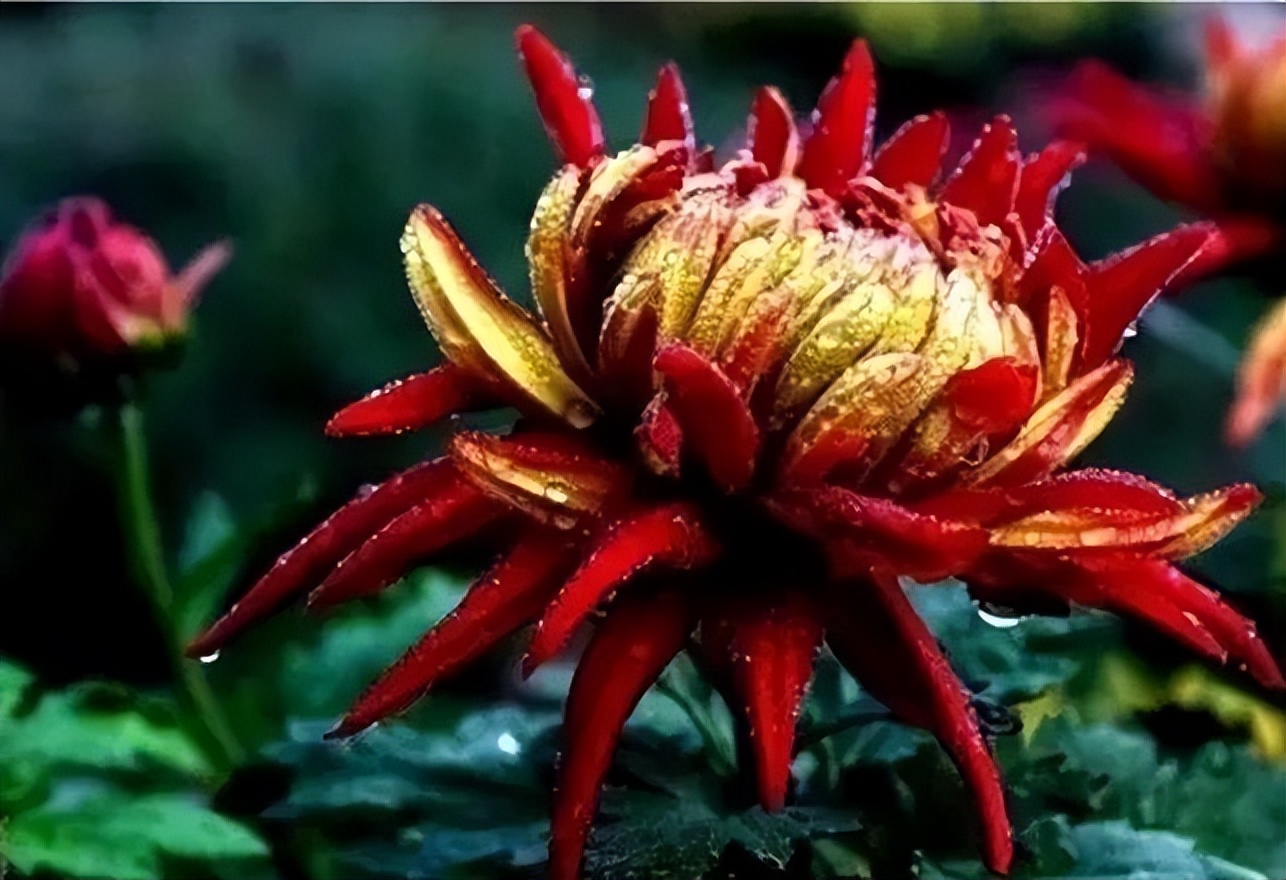 秋花诗词50首,金秋秋菊50种名菊