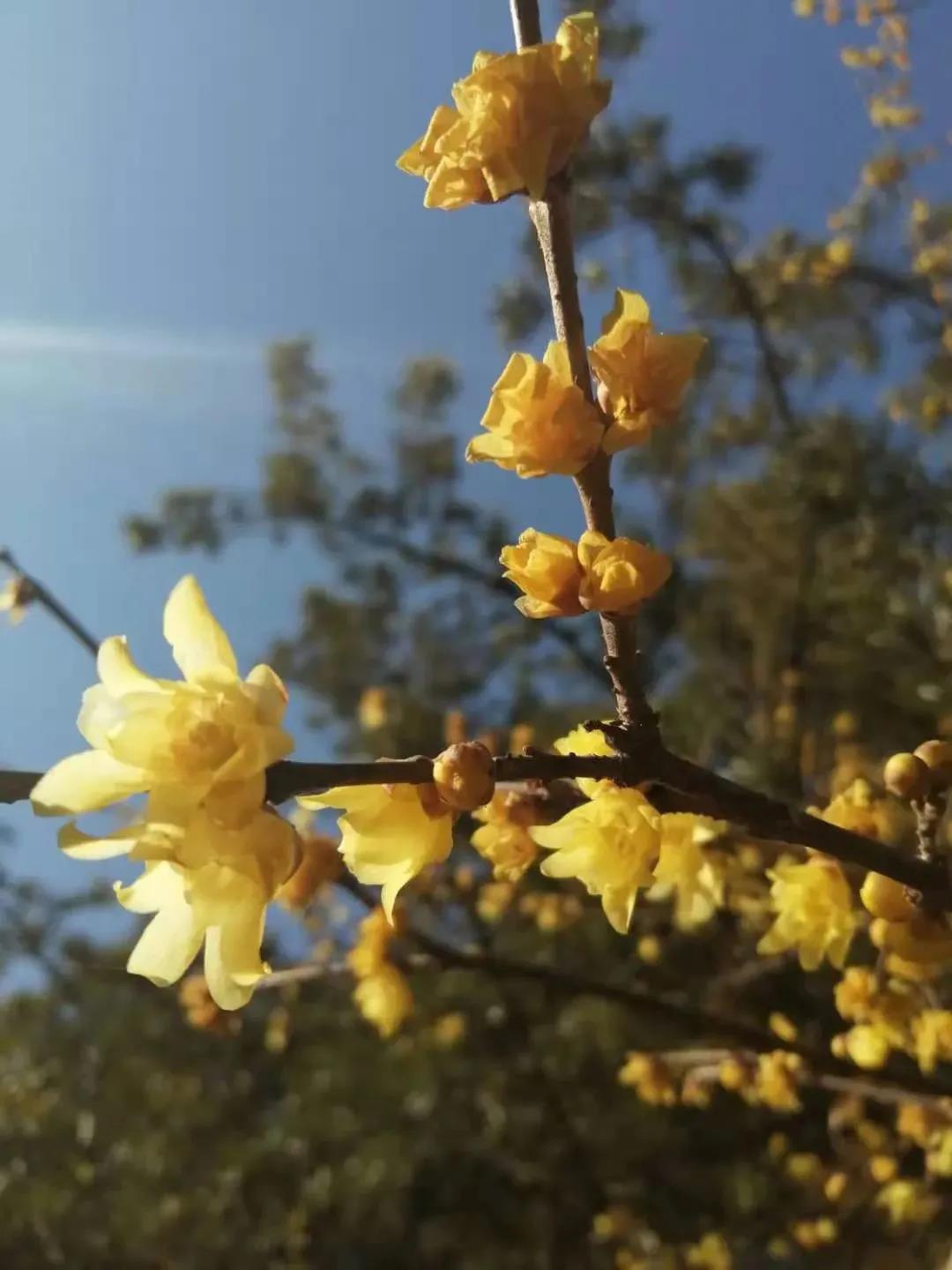 五条线路，六种“浓情”！在昆山过年蛮灵格