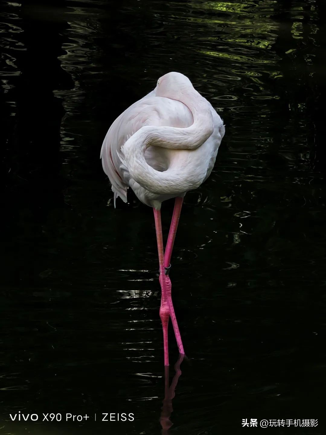 vivox90S长焦拍照效果,vivox90s长焦拍照