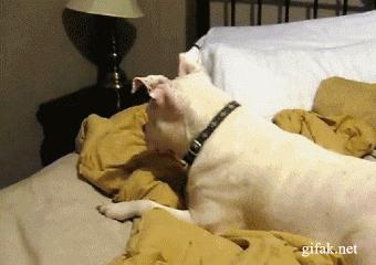 春天来了！每位毛孩子家长都要了解这些知识