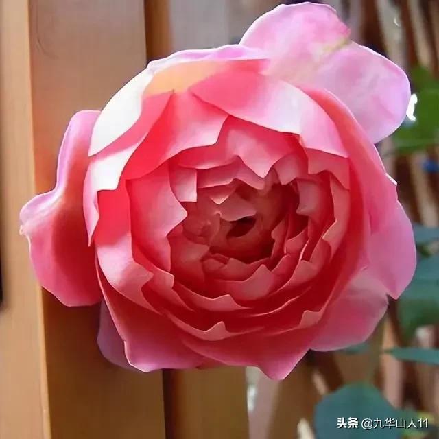 大花浓香勤花的月季品种,大花月季品种介绍大全图片及价格