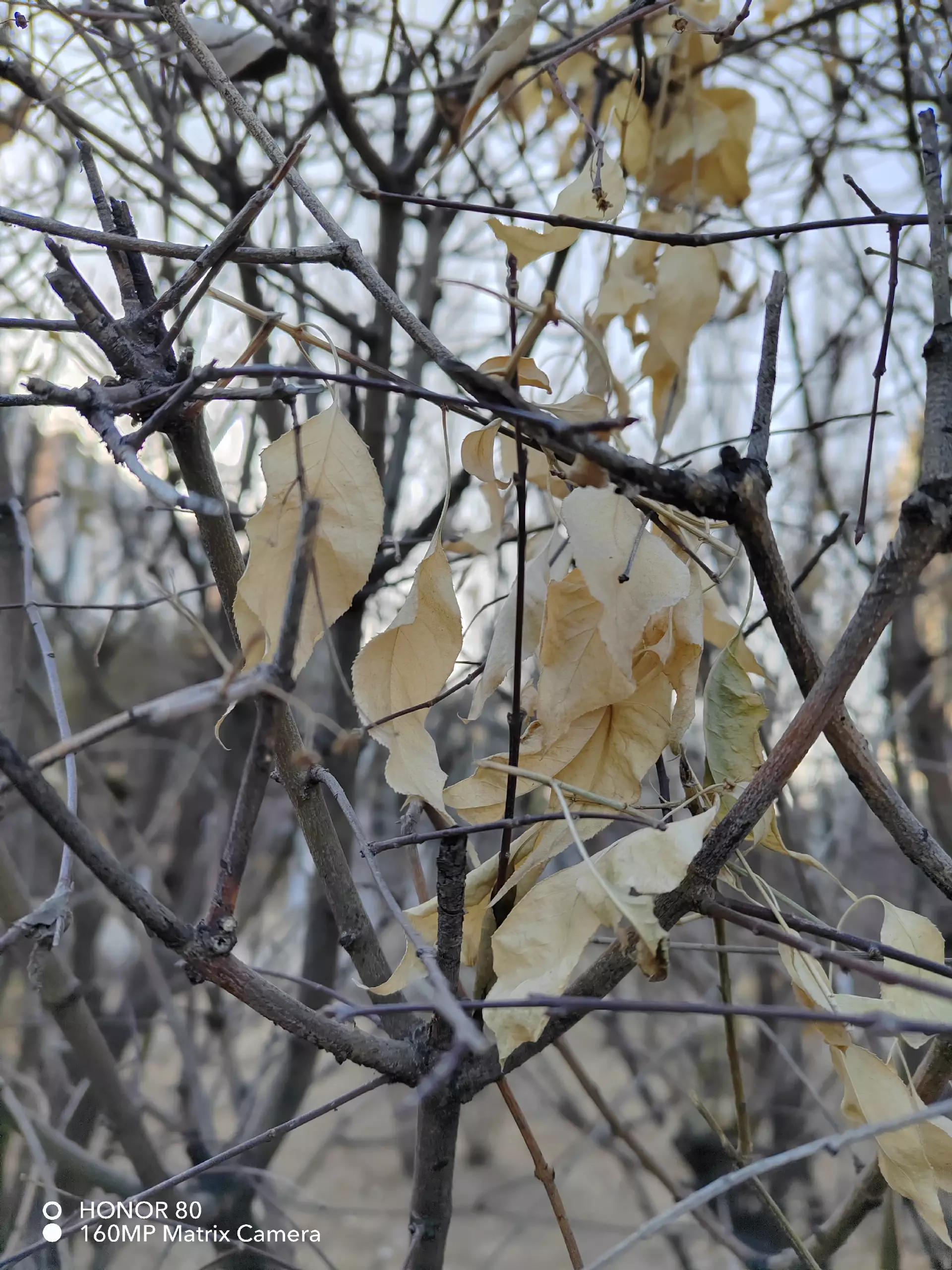 仅搭载了骁龙782，聊聊凭啥荣耀80能在一众旗舰机里杀出圈