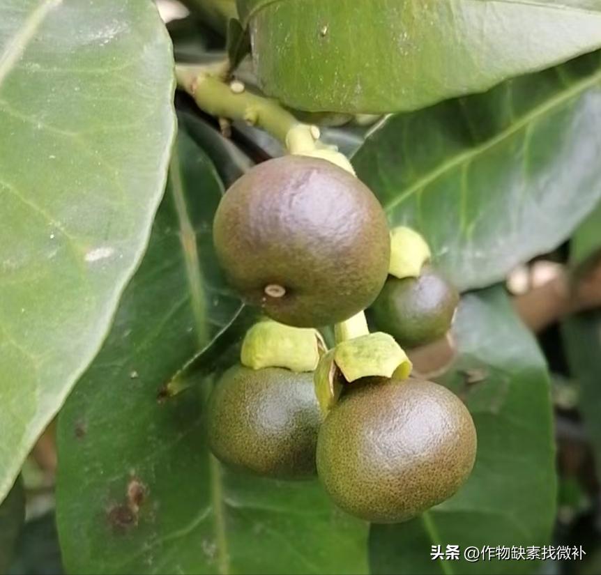 柑桔锈壁虱怎么防治,锈壁虱危害柑橘幼果